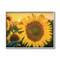 Stupell Industries Sunflower Field Sunrise Realistic Soft Edges in Gray Frame Wall Art